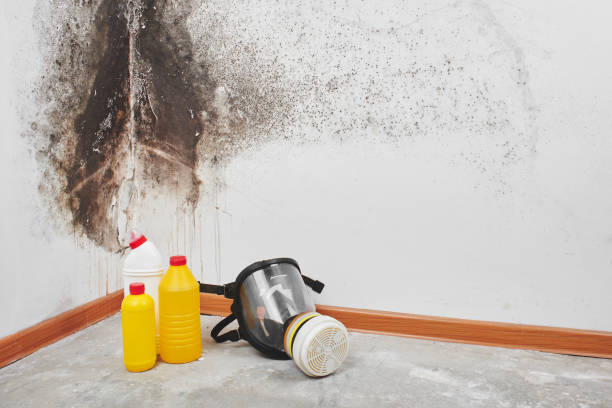 Best Attic Mold Remediation in Shorewood, MN