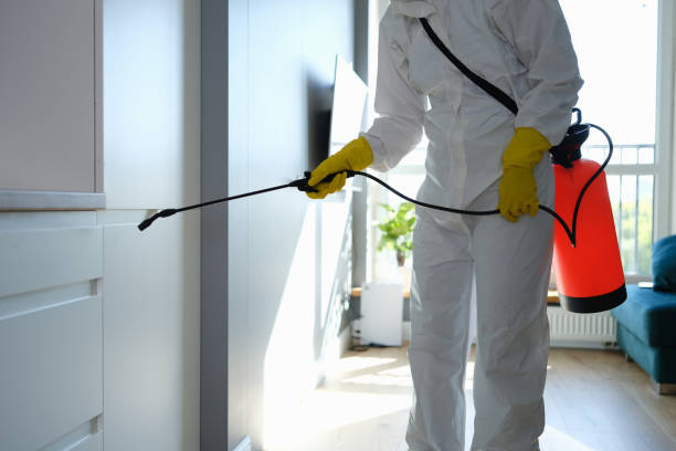 Best White Mold Remediation in Shorewood, MN